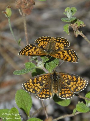 NYMPHALINAE