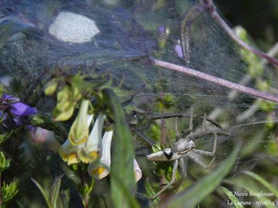 9252 Pisaura mirabilis at nest