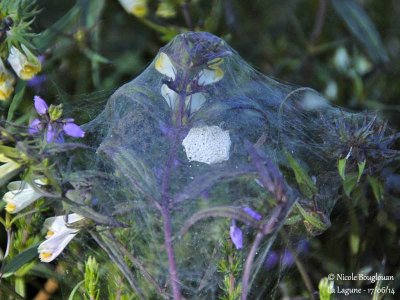 9257 Pisaura mirabilis-nest and eggs