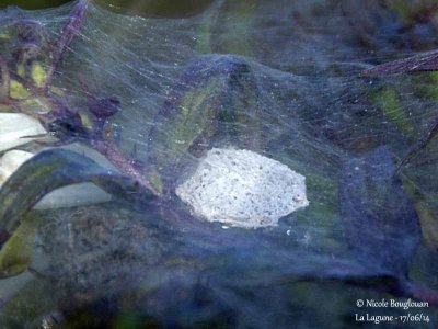 9258 Pisaura mirabilis-eggs