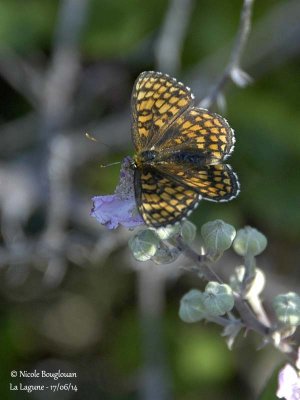 9214 Nymphalinae