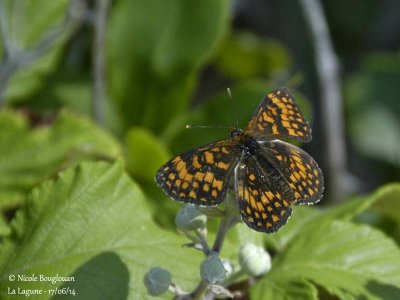 9216 Nymphalinae