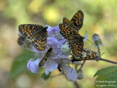 9238 Nymphalinae