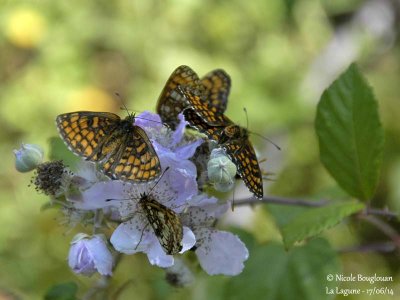 9235 Nymphalinae