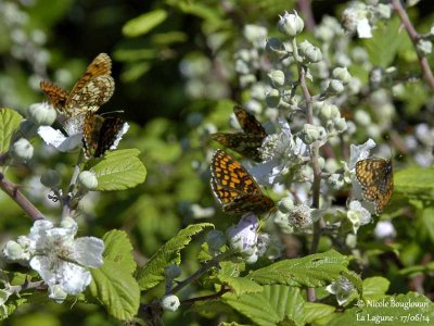 9225  Nymphalinae