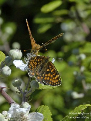 9226 Nymphalinae