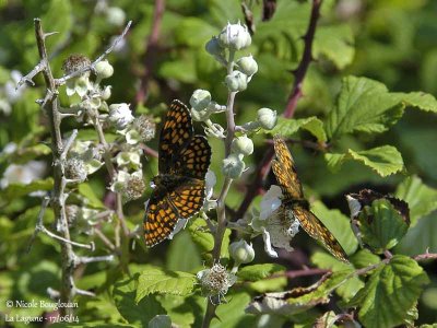 9232 Nymphalinae