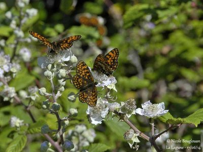 NYMPHALINAE