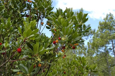 9345 Strawberry tree - Arbustus unedo - Arbousier 