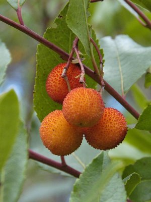 9344 Strawberry tree - Arbustus unedo - Arbousier 