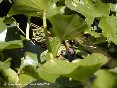 COMMON MOORHEN - GALLINULA CHLOROPUS - GALLINULE POULE-D'EAU