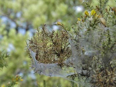 GORSE SPIDER MITE – TETRANYCHUS LINTEARIUS – TETRANYQUE ROUGE DE L’AJONC