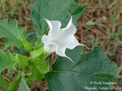 DATURA STRAMONIUM  Family Solanaceae