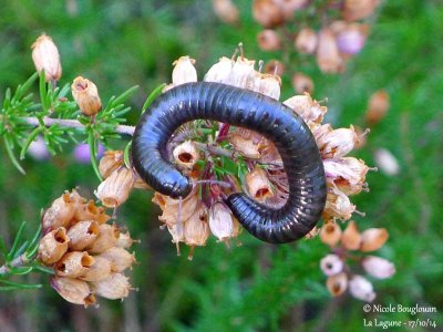 BLACK SNAKE MILLIPEDES - TACHYPODOIULUS NIGER - IULE ou MILLE-PATTES