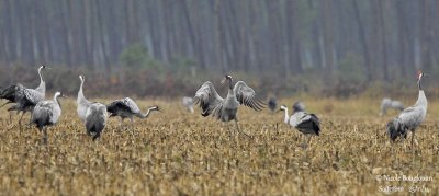 9993 Common Crane