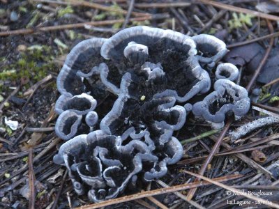 Black Tooth fungus- Phellodon niger - Hydne noir
