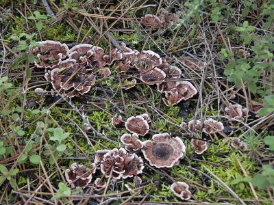 Ridged Tooth - Hydnellum Scrobiculatum - Hydne concrescent
