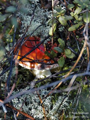 Fly Agaric - Amanita muscaria - Amanite tue-mouches