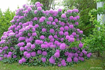 961 Rhododendron