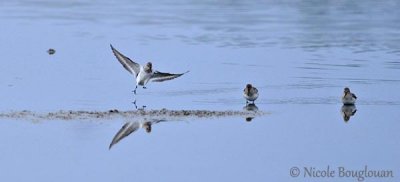 DUNLIN - CALIDRIS ALPINA - BECASSEAU VARIABLE