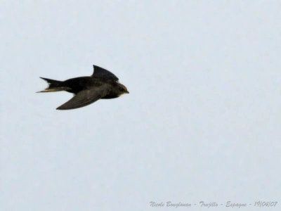 COMMON SWIFT - APUS APUS - MARTINET NOIR