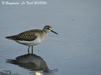 WOOD SANDPIPER - TRINGA GLAREOLA - CHEVALIER SYLVAIN