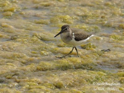 COMMON-SANDPIPER