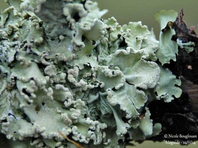 Flavoparmelia caperata - Common Greenshield Lichen 