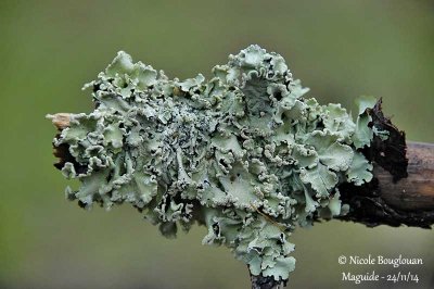 Flavoparmelia caperata - Common Greenshield Lichen 