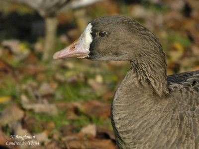 GREATER WHITE-FRONTED GOOSE - ANSER ALBIFRONS - OIE RIEUSE