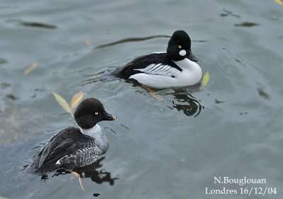 COMMON GOLDENEYE - BUCEPHALA CLANGULA - GARROT A OEIL D'OR