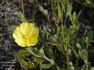 64 Yellow-wild-flower