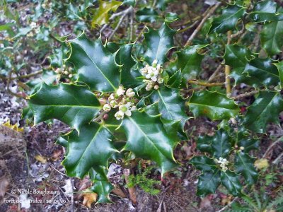 145 Holly flowers in May