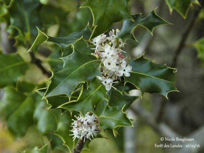 199-Holly flowers in May