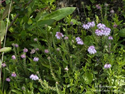 ERICA TETRALIX - BRUYERE DES MARAIS ou BRUYERE TETRAGONE