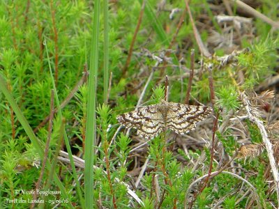 COMMON HEATH - EMATURGA ATOMARIA - PHALENE PICOTEE 