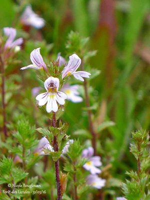 SHORT-HAIRED EYEBRIGHT - EUPHRASIA STRICTA - EUPHRAISE RAIDE
