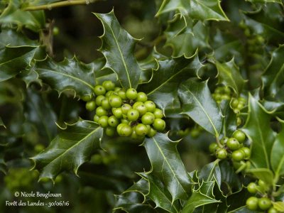 270-Holly fruits in June