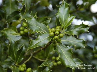 269-Holly fruits in June