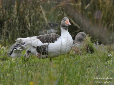 GREYLAG GOOSE hybrid