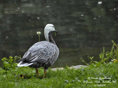EMPEROR GOOSE - CHEN CANAGICA - OIE EMPEREUR
