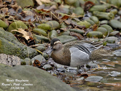 GARGANEY - ANAS QUERQUEDULA - SARCELLE D'ETE