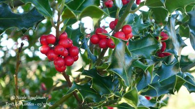 269-Holly fruits in December