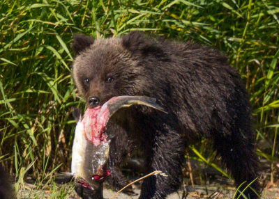 Canadian Grizzlies-114.jpg