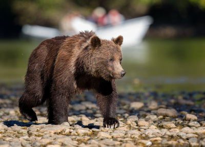 Canadian Grizzlies-119.jpg
