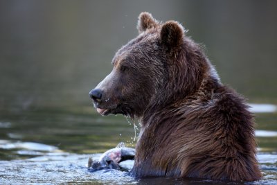 Canadian Grizzlies-128.jpg