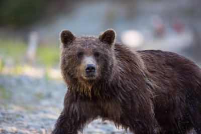 Canadian Grizzlies-130.jpg