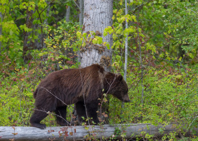 Canadian Grizzlies-146.jpg