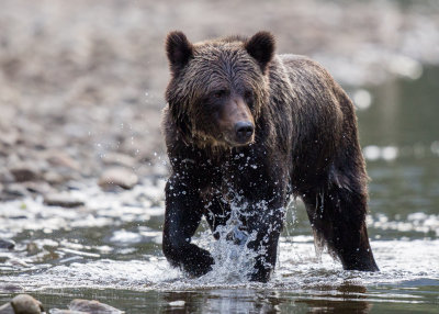 Canadian Grizzlies-167.jpg