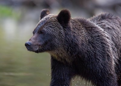 Canadian Grizzlies-172.jpg